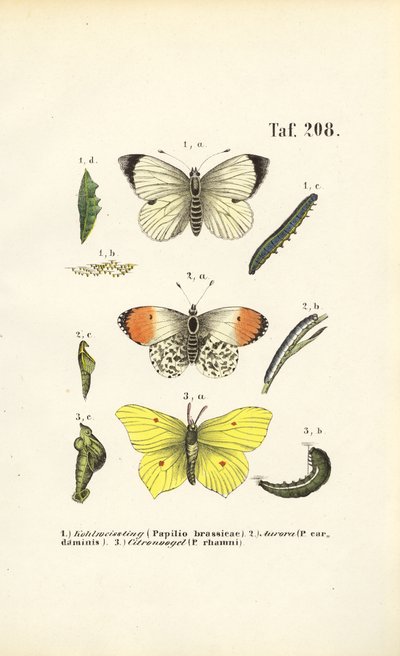 Původní motýli a jejich vývojová stádia od J. W. Tenhaeff