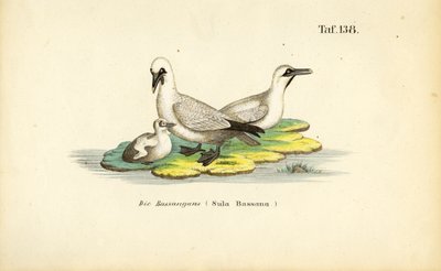 Kanic severní s mládětem od J. W. Tenhaeff