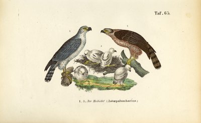 Jestřáb lesní s mláďaty v hnízdě od J. W. Tenhaeff