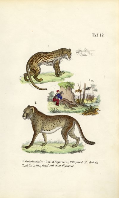 Ocelot, gepard a lov geparda od J. W. Tenhaeff