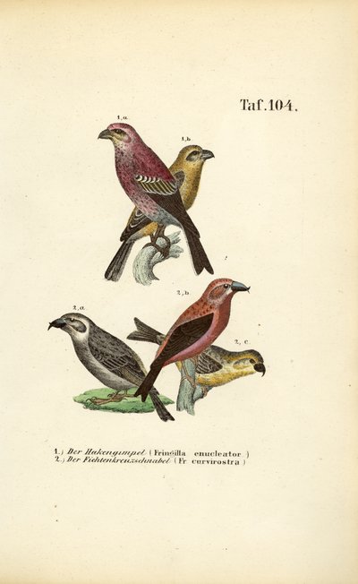 Borovice lesní a křižák červený od J. W. Tenhaeff