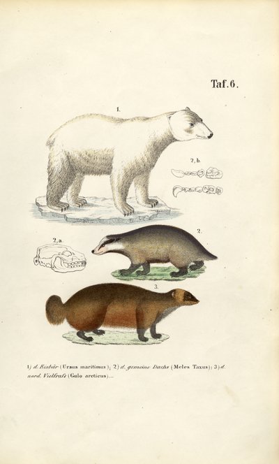 Lední medvěd, jezevec a rosomák s anatomickými detaily od J. W. Tenhaeff