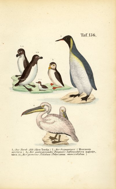 Bažináč, tučňák obecný, tučňák královský a pelikán od J. W. Tenhaeff