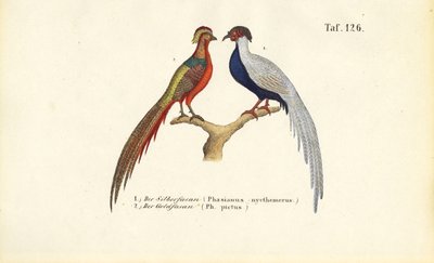 Bažant stříbrný a bažant zlatý od J. W. Tenhaeff