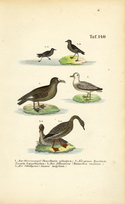 Bouřňák, buřňák velký, albatros a husa fazolová od J. W. Tenhaeff