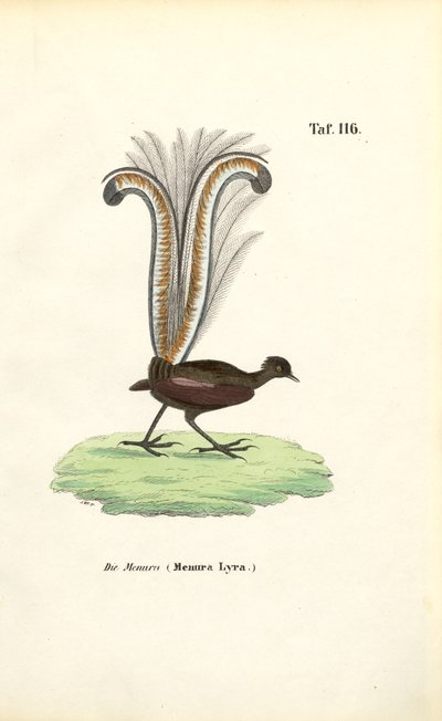 Vynikající Lyrebird od J. W. Tenhaeff