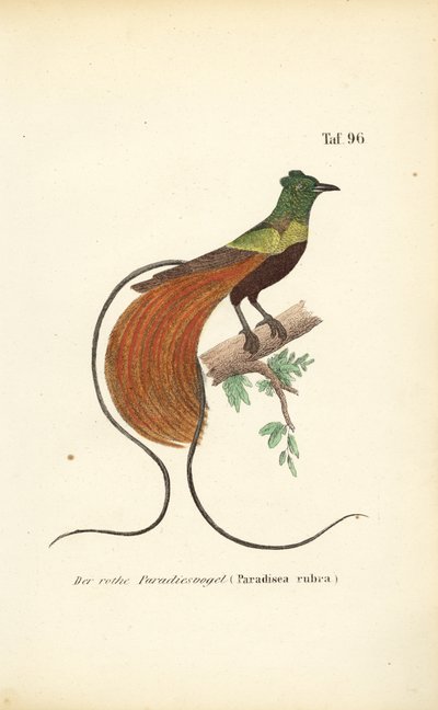 Červený rajský pták od J. W. Tenhaeff