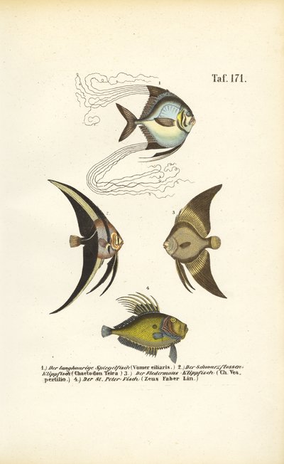 Tropické okrasné ryby od J. W. Tenhaeff