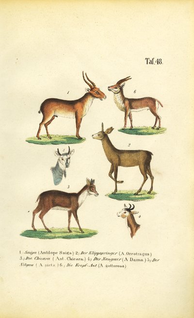 Různé druhy antilop od J. W. Tenhaeff