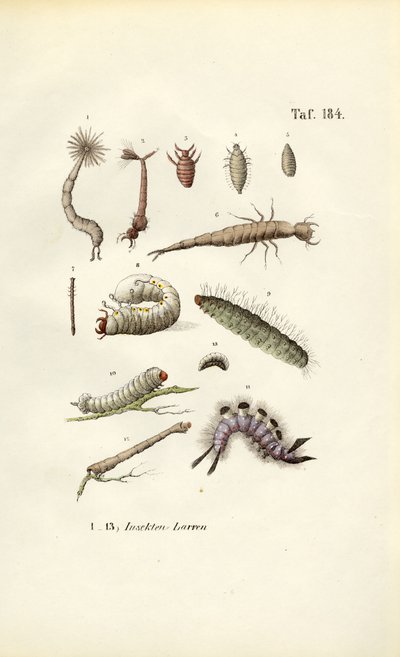 Larvy různého hmyzu a jejich morfologie od J. W. Tenhaeff