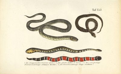 Různí hadi a korálovka od J. W. Tenhaeff