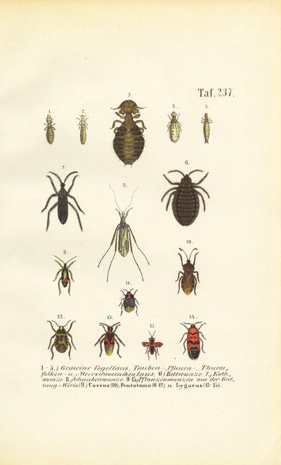 Různí parazité a praví brouci od J. W. Tenhaeff