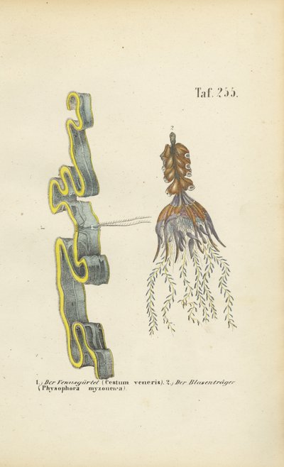 Venušin podvazek a měchýřník od J. W. Tenhaeff