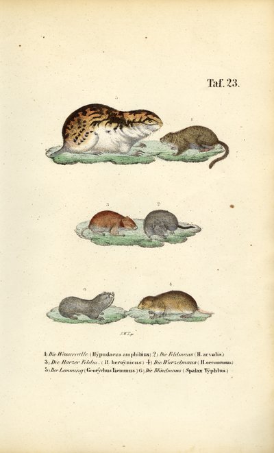 Hraboši a příbuzní hlodavci od J. W. Tenhaeff