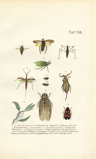 Vodní brouci a další hmyz od J. W. Tenhaeff