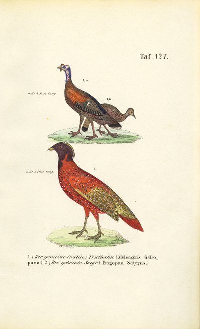 Divoký krocan a satyr Tragopan od J. W. Tenhaeff