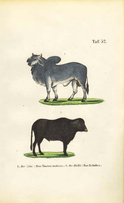 Zebu a buvol od J. W. Tenhaeff