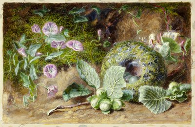 Convobuli a Nest od Jabez Bligh