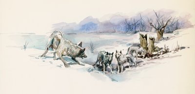Smečka vlků, z Call of Wild, dobrodružný román Jacka Londona (1876-1916), kresba od Jack London