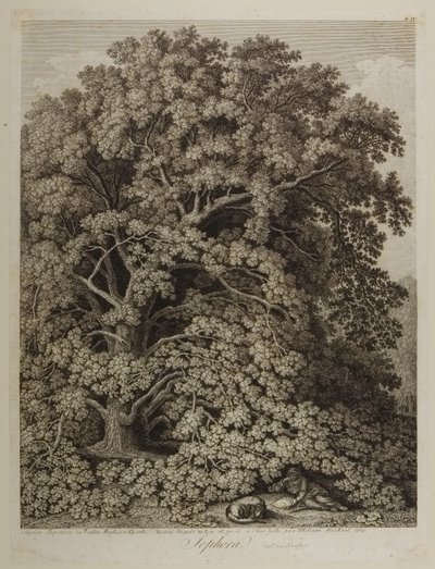 Sophora od Jacob Philippe Hackert