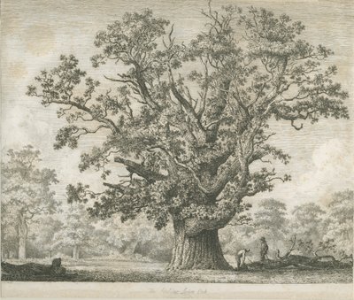 Needwood - Swilcar Oak: lept, nd [c 1820-1850] od Jacob George Strutt