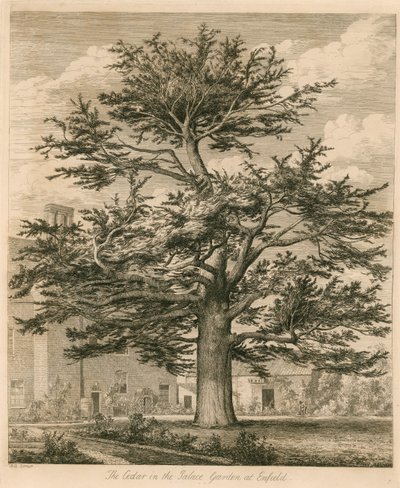 Cedr v palácové zahradě v Enfield, Middlesex od Jacob George Strutt