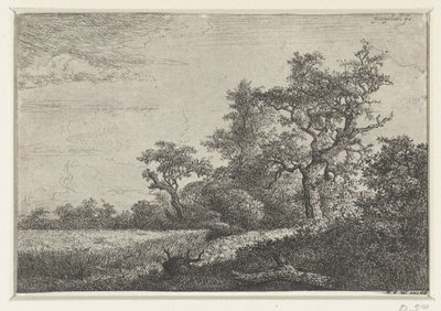 Kukuřičné pole od Jacob van Ruisdael