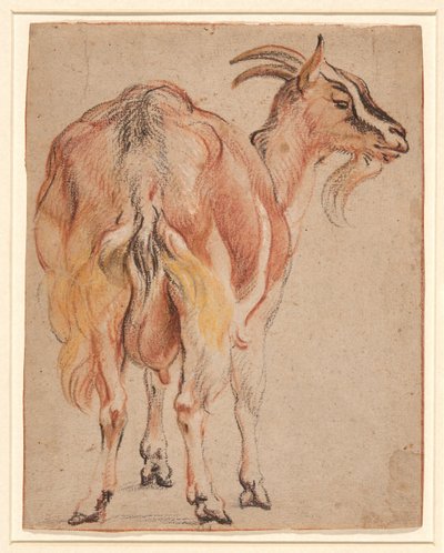 Koza, cca 1657 (křída a mytí zvýrazněné bílou) od Jacob Jordaens