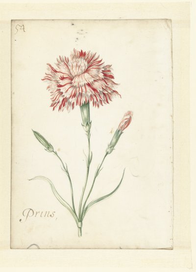 Karafiát od Jacob Marrel (possibly)