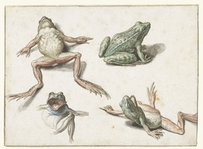 Čtyři studie žáby od Jacob de Gheyn (II)