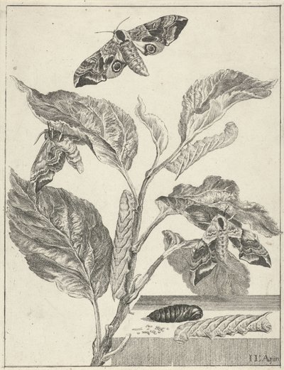 Listy s housenkami a motýly od Jacob l