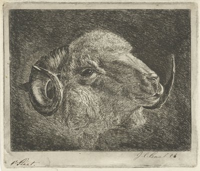 Hlava berana s rohy otočená dozadu od Jacobus Cornelis Gaal (signed by artist)