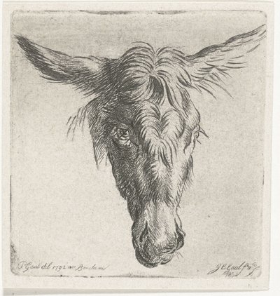 Hlava osla od Jacobus Cornelis Gaal