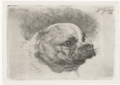 Hlava mopse od Jacobus Cornelis Gaal