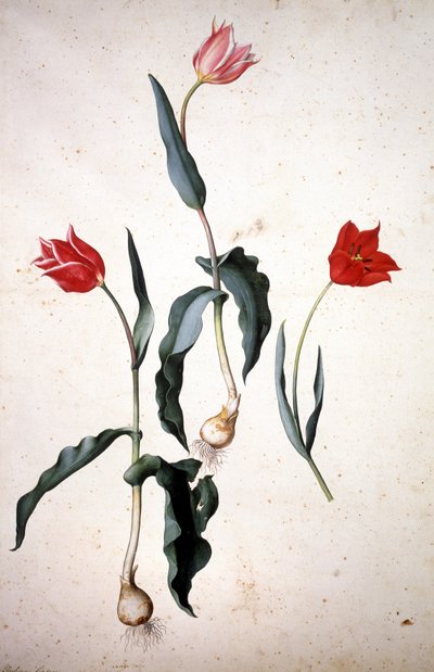 Herbář: Tulipa Gesneriana od Jacopo Ligozzi