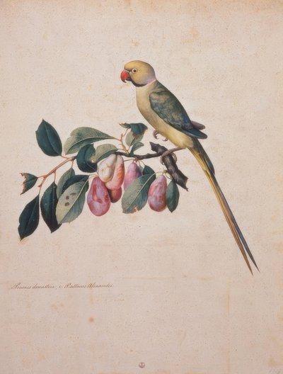 Prunus domesticus, z Alexandrova papouška od Jacopo Ligozzi