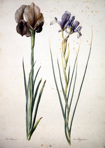Neznámý obrázek od Jacopo Ligozzi
