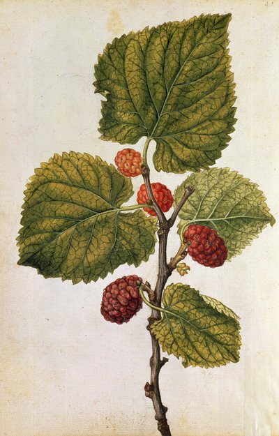 Mulberry: Morus Nigra, cca 1568 (barevná litografie) od Jacques (1533-88) Le Moyne