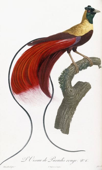 Red Bird of Paradise od Jacques Barraband