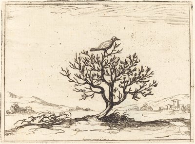 Slavík v keři od Jacques Callot