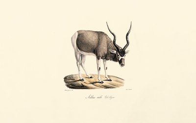 Addax Antelope (zimní kabát) od Jacques Christophe Werner