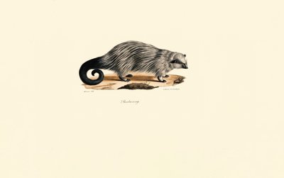 Dikobraz africký štětinatý od Jacques Christophe Werner