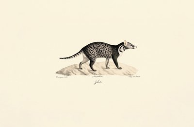 Civet africký od Jacques Christophe Werner