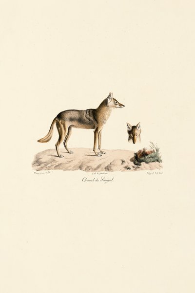 Africký šakal zlatý ze Senegalu od Jacques Christophe Werner