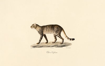 Africká kočka divoká od Jacques Christophe Werner