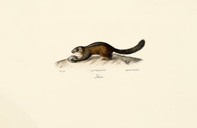 American Marten od Jacques Christophe Werner