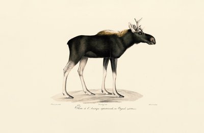 Los americký (Alces americanus) od Jacques Christophe Werner
