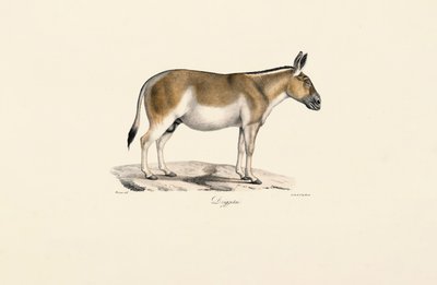 Asijská divoká prdel od Jacques Christophe Werner