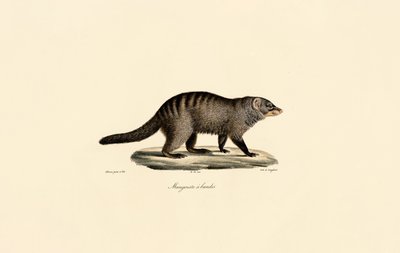 Mangusta páskovaná od Jacques Christophe Werner