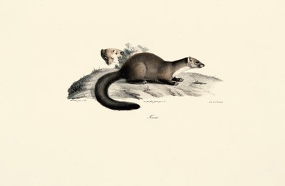 Buk Marten od Jacques Christophe Werner